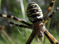 Argiope bruennichi 22, Wespspin, Saxifraga-Frank Dorsman  Argiope bruennichi​​, Wespenspin AW-duinen 270811 : insectenfoto's, insecten, insectpictures, duinen, insects