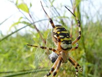 Argiope bruennichi 24, Wespspin, Saxifraga-Mark Zekhuis