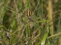 Argiope bruennichi 28, Wespspin, Saxifraga-Jan van der Straaten