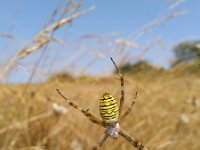 Argiope bruennichi 29, Wespspin, Saxifraga-Jeroen Willemsen