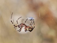 Argiope bruennichi 30, Wespspin, Saxifraga-Mark Zekhuis