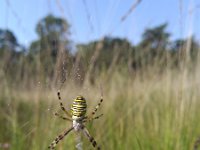 Argiope bruennichi 32, Wespspin, Saxifraga-Jeroen Willemsen