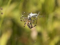 Argiope bruennichi 33, Wespspin, Saxifraga-Willem van Kruijsbergen