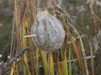 Argiope bruennichi 35, Wespspin, nest, Saxifraga-Willem van Kruijsbergen