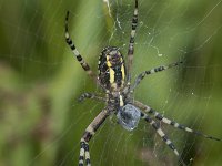 Argiope bruennichi 36, Wespspin, Saxifraga-Willem van Kruijsbergen