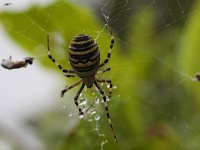 Argiope bruennichi 4, Wespspin, Saxifraga-Jan Nijendijk