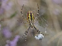 Argiope bruennichi 47, Wespspin, Saxifraga-Luuk Vermeer