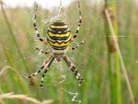 Argiope bruennichi 5, Wespspin, Saxifraga-Mark Zekhuis