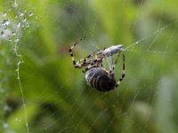 Argiope bruennichi 6, Wespspin, Saxifraga-Jan Nijendijk