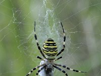 Argiope bruennichi 61, Wespspin, Saxifraga-Luuk Vermeer