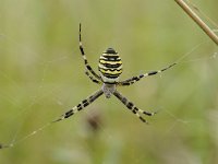 Argiope bruennichi 68, Wespspin, Saxifraga-Luuk Vermeer