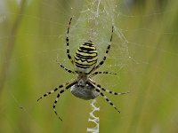 Argiope bruennichi 69, Wespspin, Saxifraga-Luuk Vermeer