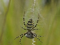 Argiope bruennichi 70, Wespspin, Saxifraga-Luuk Vermeer