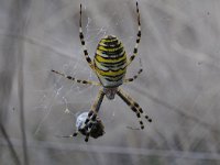 Argiope bruennichi 42, Wespspin, Saxifraga-Luuk Vermeer