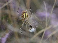 Argiope bruennichi 48, Wespspin, Saxifraga-Luuk Vermeer