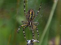 Argiope bruennichi 58, Wespspin, Saxifraga-Luuk Vermeer