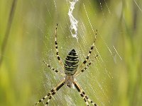 Argiope bruennichi 60, Wespspin, Saxifraga-Luuk Vermeer