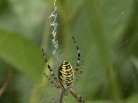 Argiope bruennichi 71, Wespspin, Saxifraga-Willem van Kruijsbergen