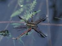 Dolomedes fimbriatus 3, Gerande oeverspin, Saxifraga-Robert Ketelaar