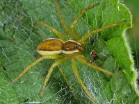 Dolomedes fimbriatus 4, Gerande oeverspin, Saxifraga-Ab H Baas