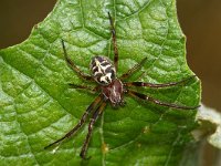 Larinioides cornutus 2, Rietkruisspin, Foto Fitis-Sytske Dijksen