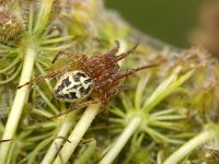 Larinioides cornutus 1, Rietkruisspin, Foto Fitis-Sytske Dijksen