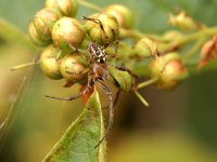 Larinioides cornutus #02 : Larinioides cornutus, Furrow orbweaver, Rietkruisspin