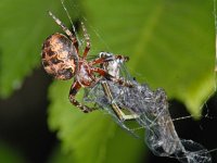 Larinioides cornutus #06889 : Larinioides cornutus, Furrow orbweaver, Rietkruisspin, female with prey