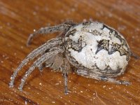 Larinioides cornutus 01 #05564 : Larinioides cornutus, Furrow orbweaver, Rietkruisspin