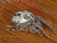 Larinioides cornutus 01 #05569 : Larinioides cornutus, Furrow orbweaver, Rietkruisspin