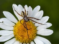 Larinioides cornutus 9 Rietkruisspin, Saxifraga-Luuk Vermeer