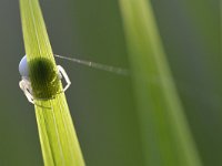 Misumena vatia 14, Gewone kameleonspin, Saxifraga-Tom Heijnen