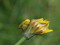 Misumena vatia 9 , Gewone kameleonspin, Saxifraga-Jeroen Willemsen