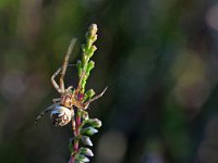 Neoscona adianta 2, Heidewielwebspin, Saxifraga-Tom Heijnen