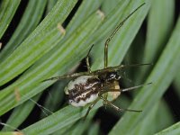 Neriene peltata 2, Struikhangspin, Saxifraga-Ab H Baas