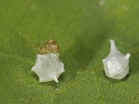 Paidiscura pallens 2, Saxifraga-Ab H Baas