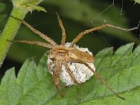 Pisaura mirabilis #07969 : Pisaura mirabilis, Kraamwebspin with egg pocket