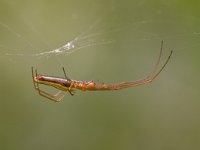 Pisaura mirabilis  roofspin : Pisaura mirabilis