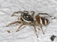 Salticus scenicus 02 #05060 : Salticus scenicus, Huiszebraspin