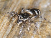 Salticus scenicus 03 #09892 : Salticus scenicus, Huiszebraspin, Zebra Jumping Spider