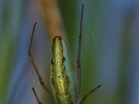 Tetragnatha extensa 1, Gewone strekspin, Foto Fitis-Sytske Dijksen