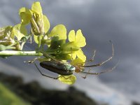 Tetragnatha extensa 4, Gewone strekspin, Saxifraga-Frank Dorsman  Tetragnatha extensa, Gewone strekspinAW duinen 010911