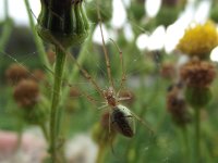 Tetragnatha extensa 5, Gewone strekspin, Saxifraga-Frank Dorsman  Tetragnatha extensa, Gewone strekspinAW-duinen 300811 : spiders, spinnen, kevers, beetles, vlinders, butterflies, zweefvliegen, hoverflies