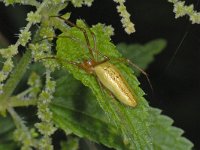 Tetragnatha extensa #14049 : Tetragnatha extensa, Gewone strekspin