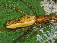 Tetragnatha sp 2, Saxifraga-Ab H Baas