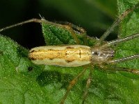 Tetragnatha sp 3, Saxifraga-Ab H Baas