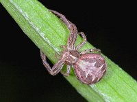 Xysticus cristatus 4, Gewone krabspin, Saxifraga-Ab H Baas