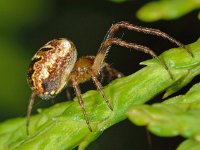 Zilla diodia 3, Maskerspinnetje, Saxifraga-Ab H Baas