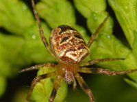 Zilla diodia 4, Maskerspinnetje, Saxifraga-Ab H Baas