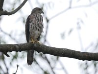 Accipiter badius 2, Saxifraga-Tom Heijnen